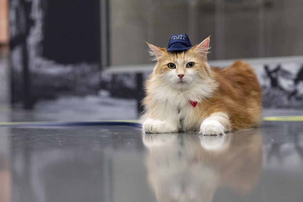 Long-haired cat with erect ears and a little police cap on her head, lying on the floor with her front paws extended in front, side by side. Police Museum exhibition space is blurred in the background.