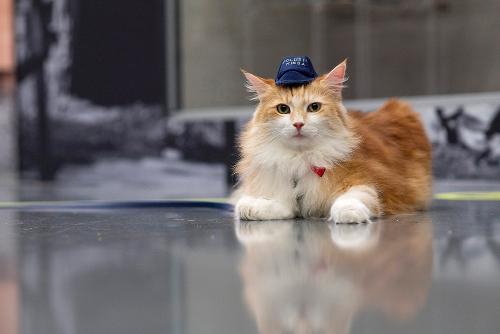 Long-haired cat with erect ears and a little police cap on her head, lying on the floor with her front paws extended in front, side by side. Police Museum exhibition space is blurred in the background.