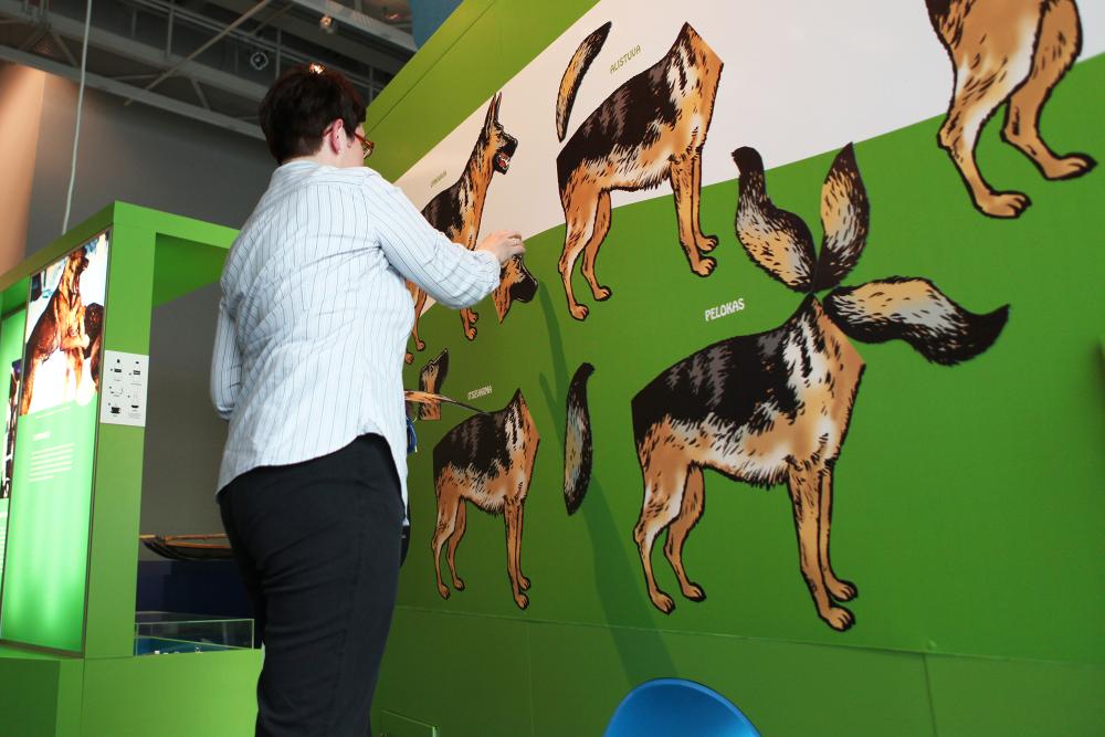 A museum visitor is performing an assignment about dogs in the Museum’s exhibition.